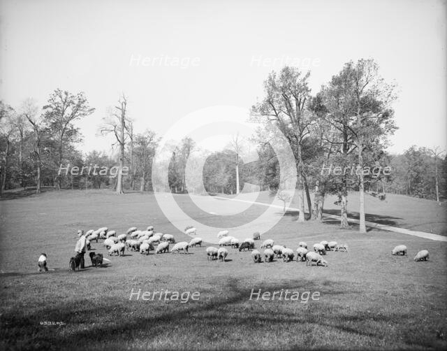 Sheep in Prospect Park, Brooklyn, N.Y., between 1900 and 1905. Creator: Unknown.