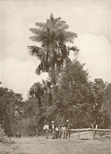 'A Talipot Palm in Flower', 1900. Creator: Unknown.