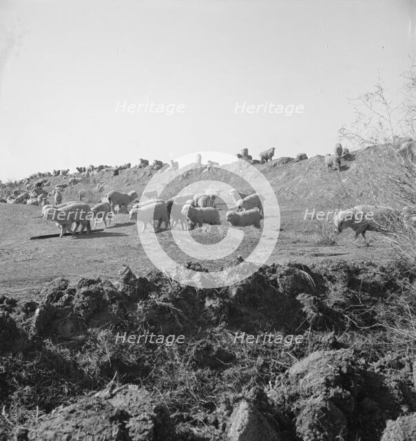 Sheep grazing by irrigation canal, Imperial Valley, California, 1939. Creator: Dorothea Lange.