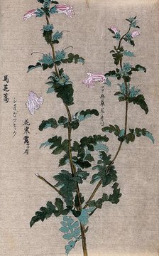 A leafy plant stem. Creator: Unknown.