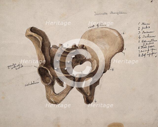Pelvic bone, 1880. Creator: Jeannette Mongredien.