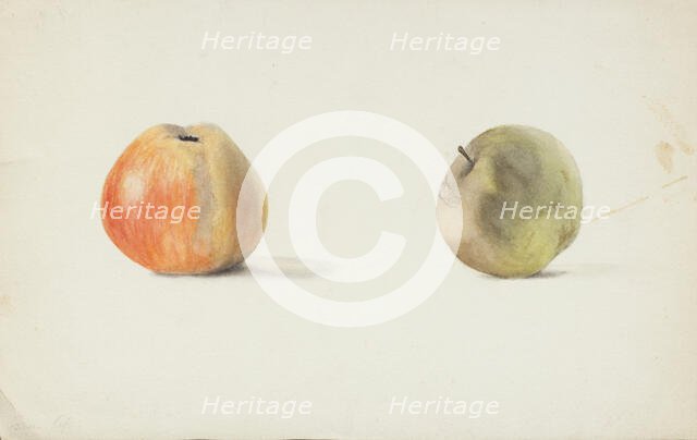 Two apples, late 19th century or first half of 20th century. Creator: Agnes Mary Webster.