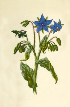 'Borage', 1877. Creator: Frederick Edward Hulme.