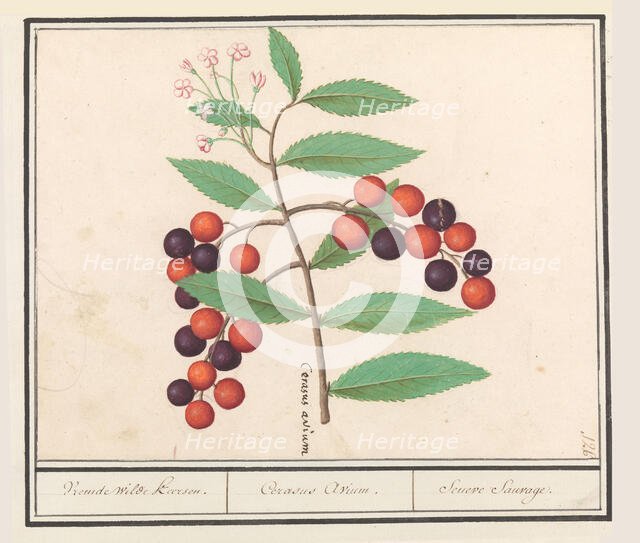 Wild black cherry (Prunus serotina), 1596-1610. Creators: Anselmus de Boodt, Elias Verhulst.