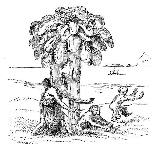 Apes on the banks of the Zaire, 1598, (1863).  Creator: WH Wesley.
