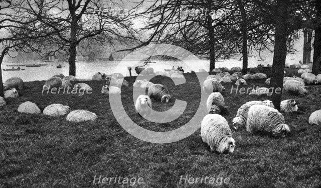 Scottish sheep by the Serpentine, Hyde Park, London, 1926-1927. Artist: Unknown