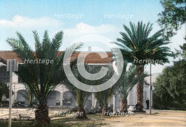 Palm trees, Hammam Meskoutine, Algeria. Artist: Unknown