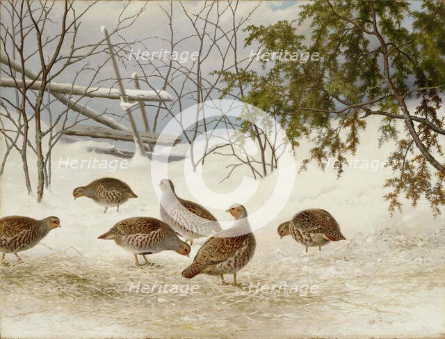 Partridges in Snow, 1895. Creator: Ferdinand von Wright.