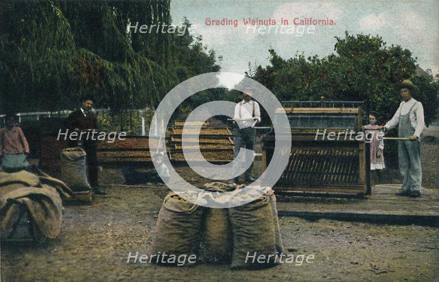 'Grading Walnuts in California', c1910s.  Creator: Unknown.