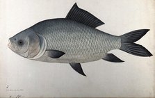 Fish, 1783. Creator: Bhawani Das.