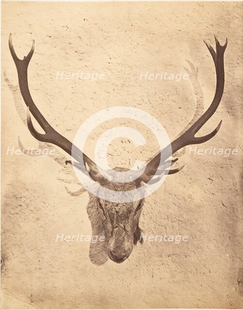 Stag Trophy Head Killed by Ned Ross, ca. 1857. Creator: Horatio Ross.
