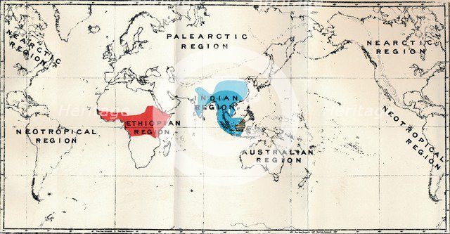 'Anthropoidea - Map distribution Genera Semnopithecus (Blue), Nasalis (Brown), Colobus (Red)', 1897. Artist: Unknown.