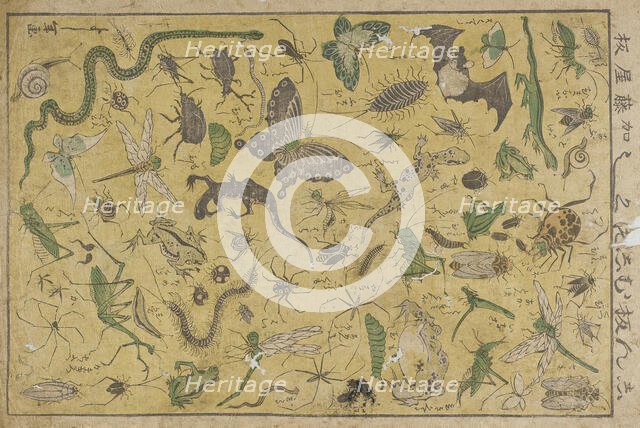 Insects, 19th century. Creator: Tsukioka Yoshitoshi.