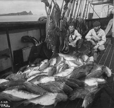Fishing boat, cod and halibut, before 1927. Creator: Unknown.