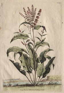 Phytographia Curiosa: Lapathum Sativum Antiquorum. Creator: Abraham Munting (Dutch, 1626-1683).