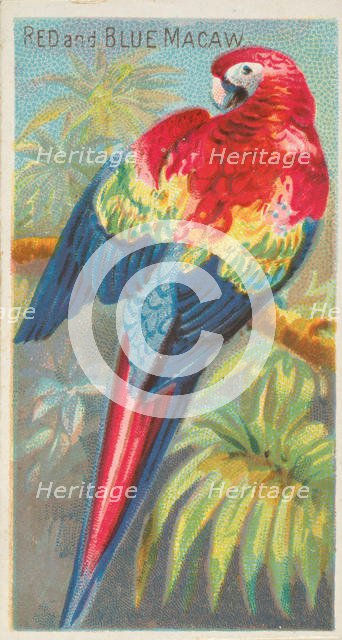 Red and Blue Macaw, from the Birds of the Tropics series (N5) for Allen & Ginter Cigarette..., 1889. Creator: Allen & Ginter.