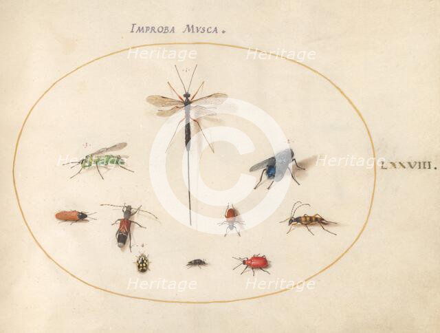 Plate 78: Ten Insects, Including a Blue Fly, c. 1575/1580. Creator: Joris Hoefnagel.