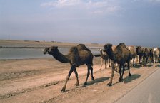 Camel train travelling on a Road alongside the Euphrates near Nasiriya, Iraq, 1977.