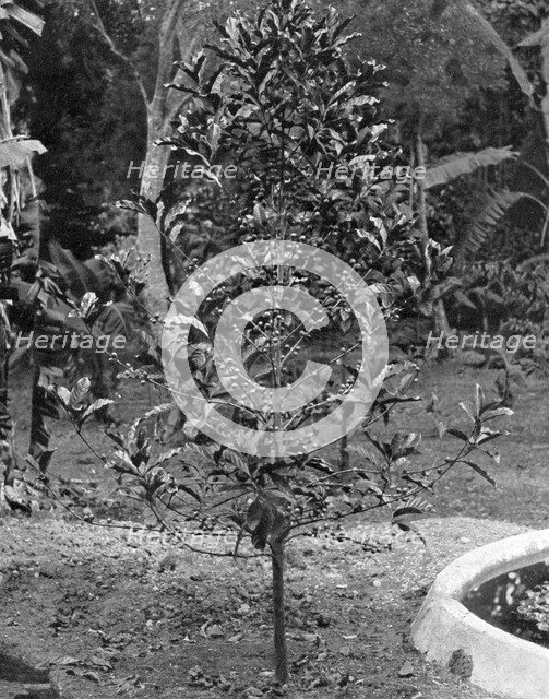Coffee tree, Jamaica, c1905.Artist: Adolphe Duperly & Son