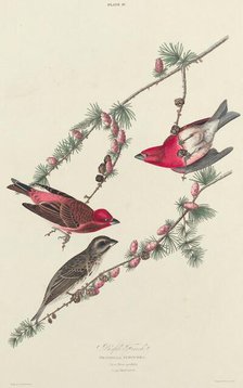 Purple Finch, 1827. Creator: William Home Lizars.