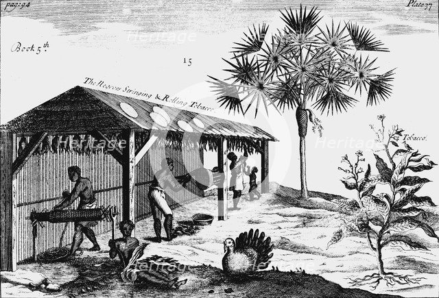 Scene on an American tobacco plantation, 1725. Artist: Unknown