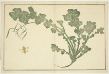 Wasp and turnip stalk, from "The Picture Book of Realistic Paintings of Hokusai...", Japan, c. 1814. Creator: Hokusai.