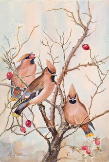 Untitled - rosehips, c1908. Creator: Mary Milne.