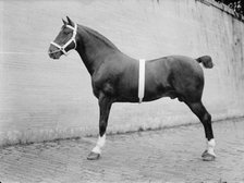 Horse Shows - Mclean, John Roll. His Horses, 1912. Creator: Harris & Ewing.