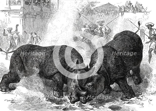 Exhibition of Rhinoceros-Fighting at Baroda, 1876. Creator: Unknown.