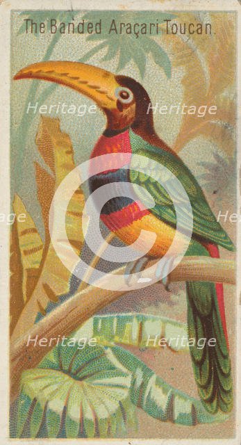 The Banded Aracari Toucan, from the Birds of the Tropics series (N5) for Allen & Ginter Ci..., 1889. Creator: Allen & Ginter.