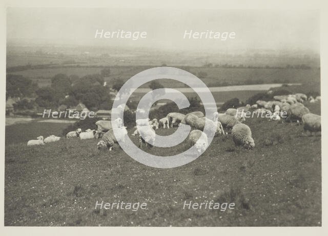 Sheep on hillside. From the album: Photograph album - England, 1920s. Creator: Harry Moult.