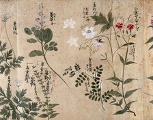 Six flowering plants, one possibly a pink (Dianthus species) and one an Anthriscus species, 1870. Creator: Unknown.