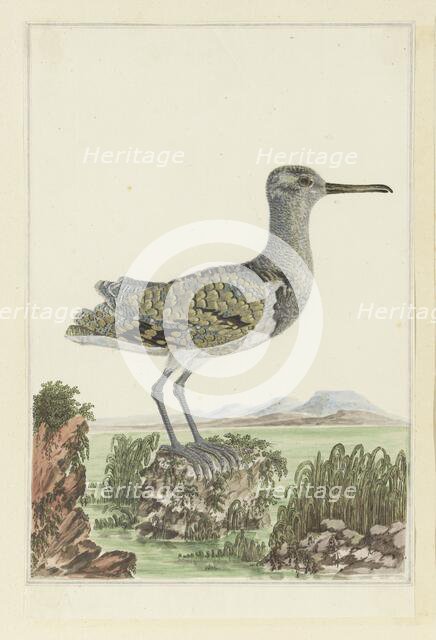 Rostratula benghalensis (Greater painted-snipe) in a detailed landscape, 1777-1786. Creator: Robert Jacob Gordon.