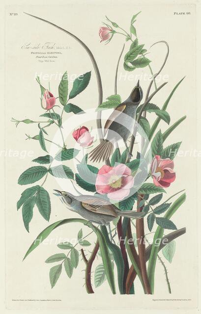 Sea-side Finch, 1830. Creator: Robert Havell.