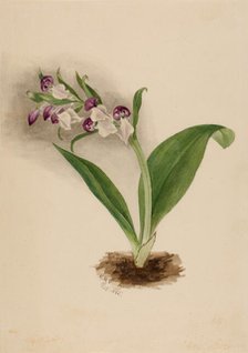 Showy Orchids (Orchis spectabilis), 1885. Creator: Mary Vaux Walcott.