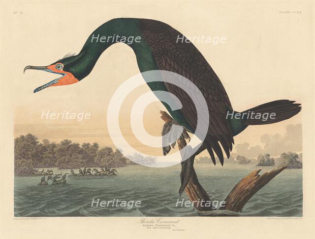 Florida Cormorant, 1835. Creator: Robert Havell.