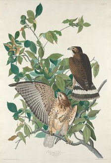 Broad-winged Hawk, 1830. Creator: Robert Havell.