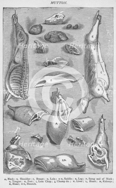 'Mutton', 1907, (1907). Artist: Unknown.