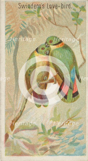 Swindern's Love-Bird, from the Birds of the Tropics series (N5) for Allen & Ginter Cigaret..., 1889. Creator: Allen & Ginter.