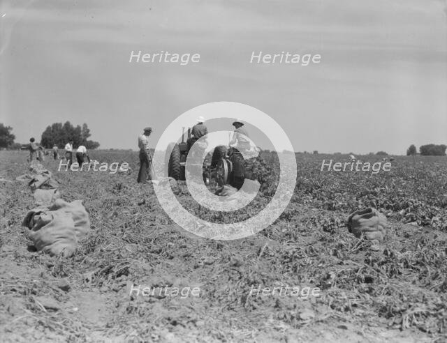 Mechanical potato digger in the field, Shafter, California, 1937. Creator: Dorothea Lange.