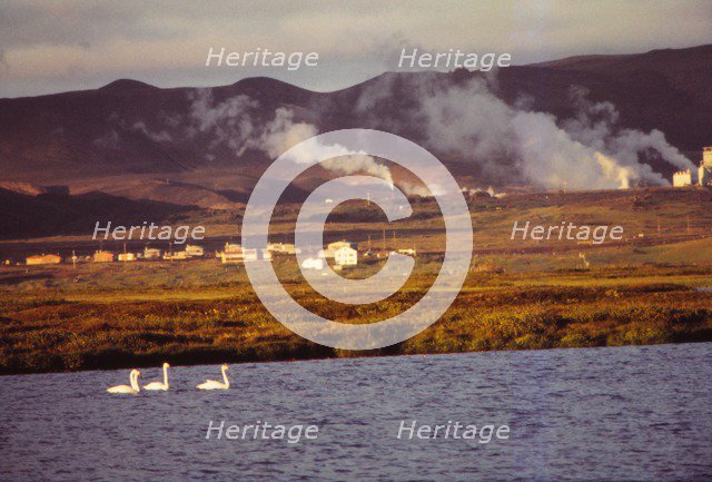 Whooper Swans on Lake Myvatn with Hot Springs Beyond, North Central Iceland, 20th century.  Artist: CM Dixon.