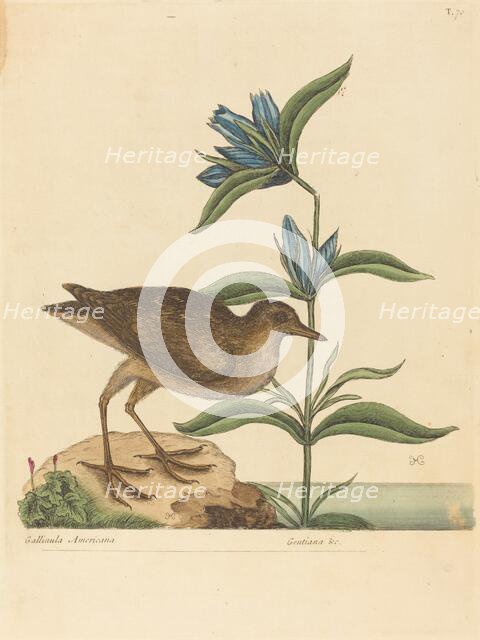 The Soree (Rallus Virginianus), published 1731-1743. Creator: Mark Catesby.