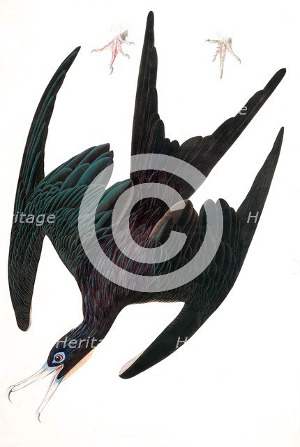 Frigate Pelican,  Tachypetes Aquilis, 1845.