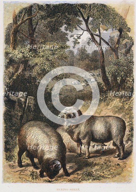 Merino sheep, c1860. Artist: Unknown