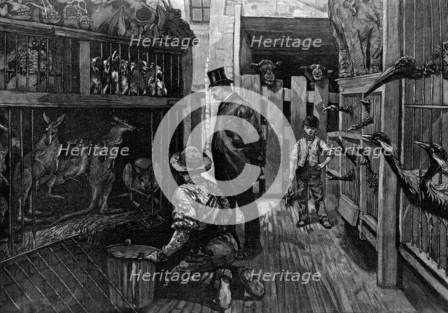 At Jamrach's, London, 1887. Artist: Unknown