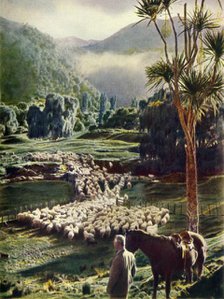 'Amid the Beauties of New Zealand's Sheep Farms', c1948. Creator: Unknown.