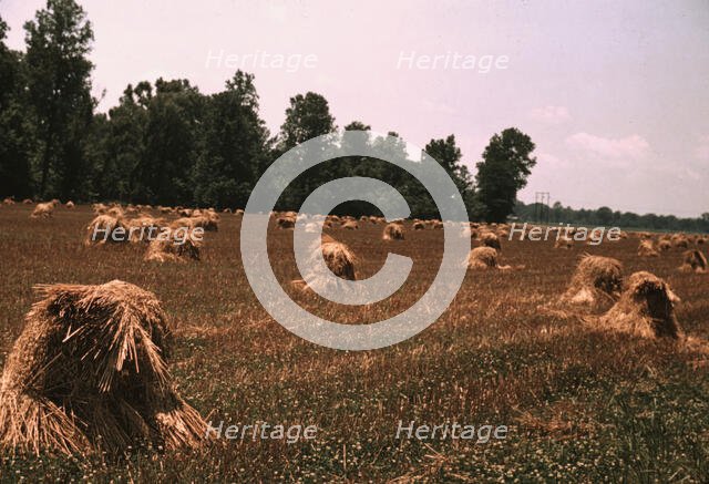 Typical southeastern Georgia farm with newly harvested field of oats, 1939. Creator: Marion Post Wolcott.