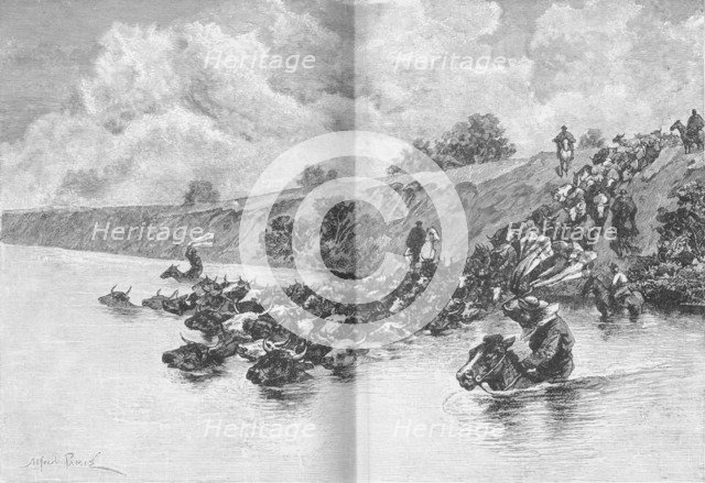 'Herd of Cattle Crossing the Uruguay',  c1885, (1890). Artist: Robert Taylor Pritchett.