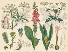 'British Poisonous Plants', mid-late 19th century. Creator: Cassell & Co.