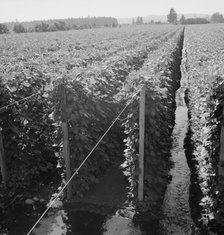 Beanfield showing irrigation, near West Stayton, Marion County, Oregon, 1939. Creator: Dorothea Lange.